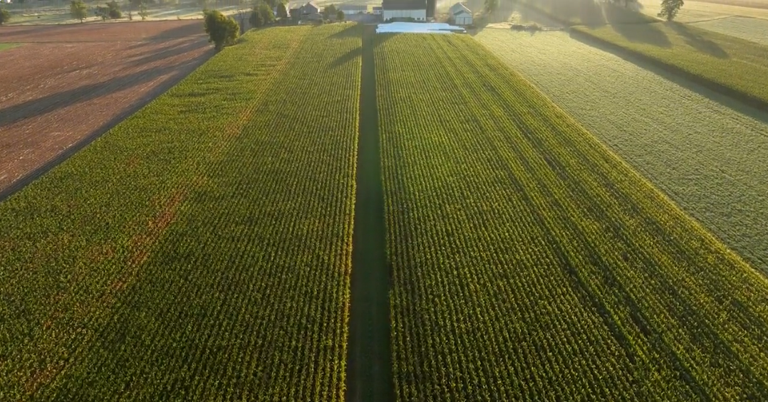 Field