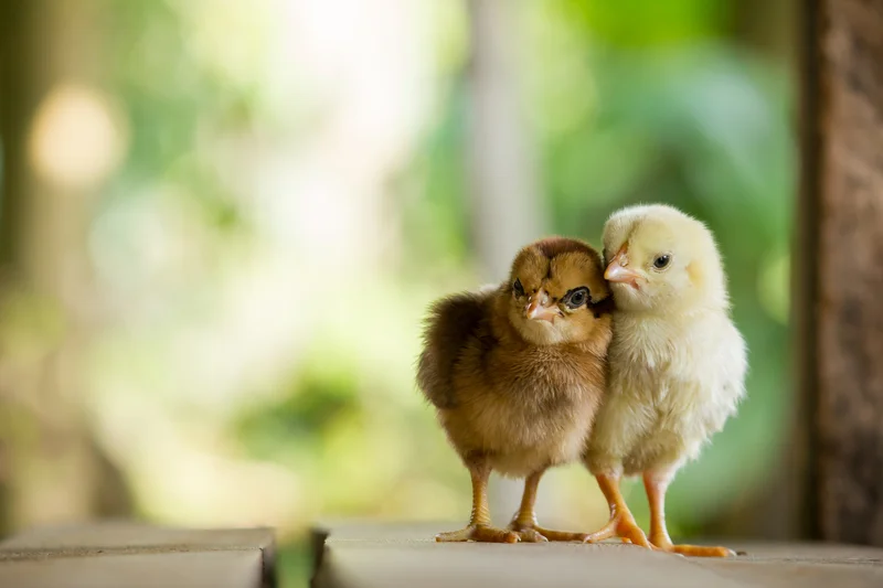 poultry chicks