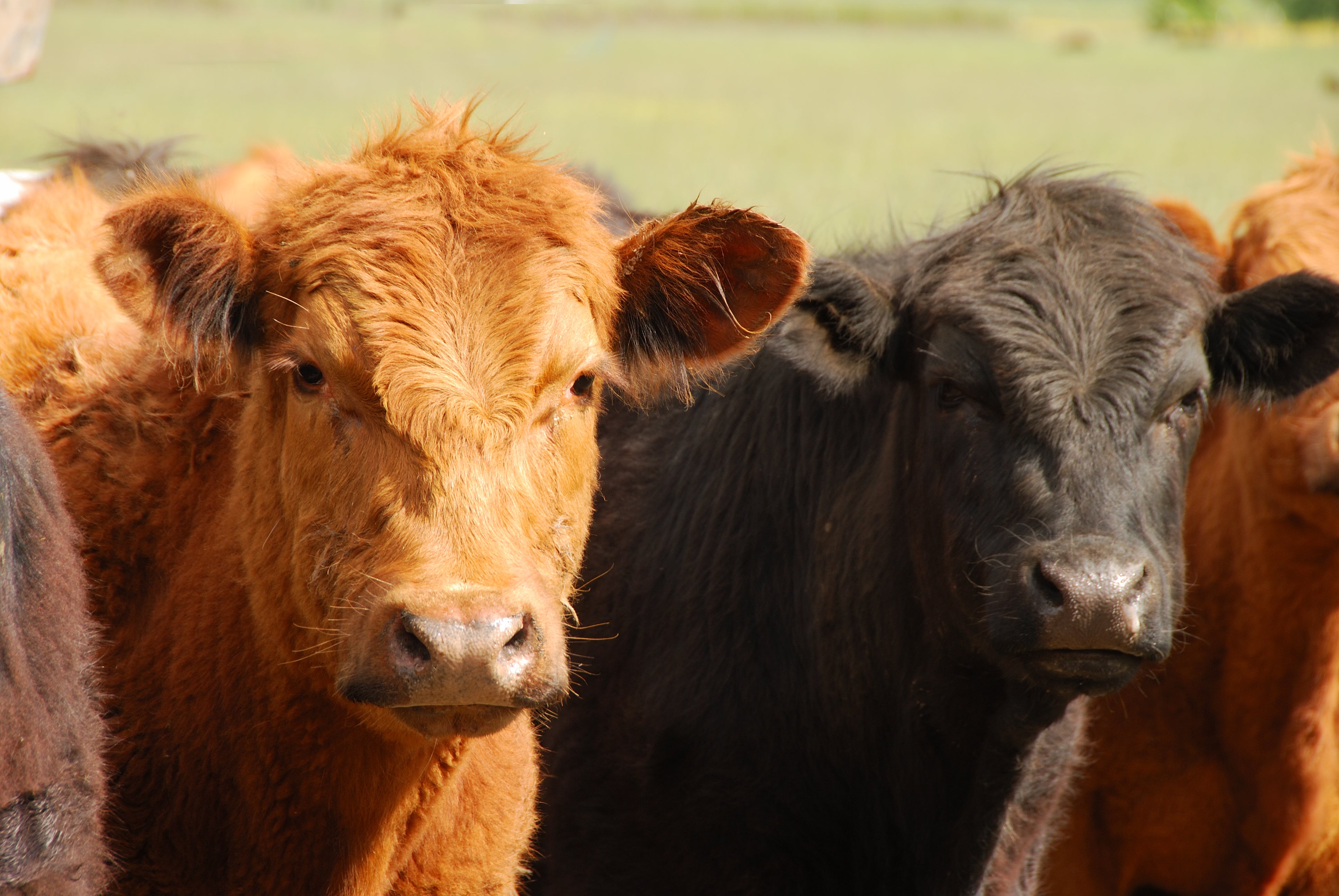 Beef cattle standing together