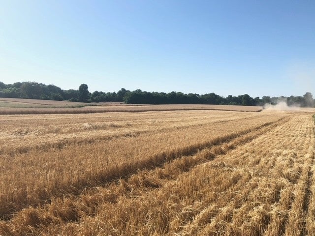 Wheat harvest field