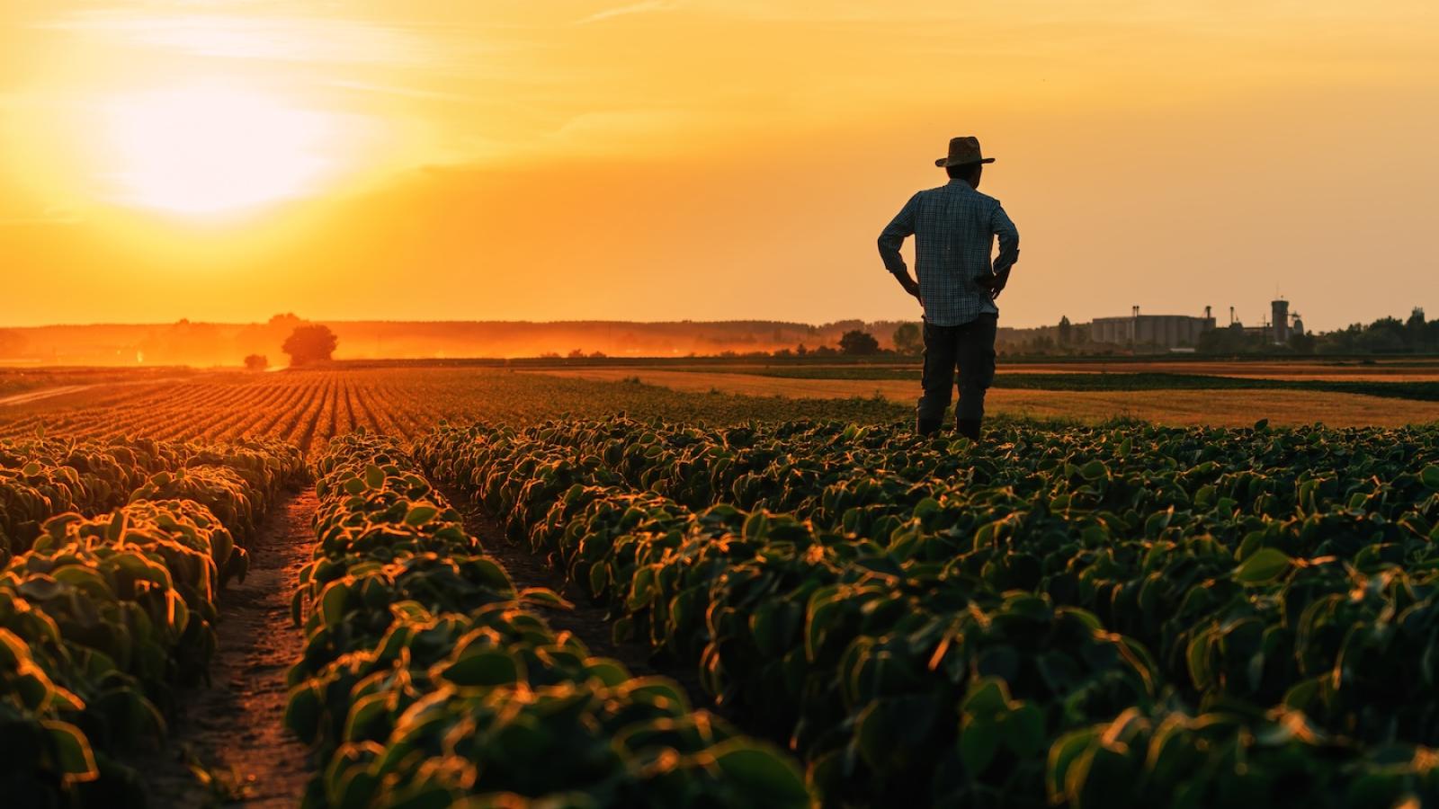Farmer standing in field