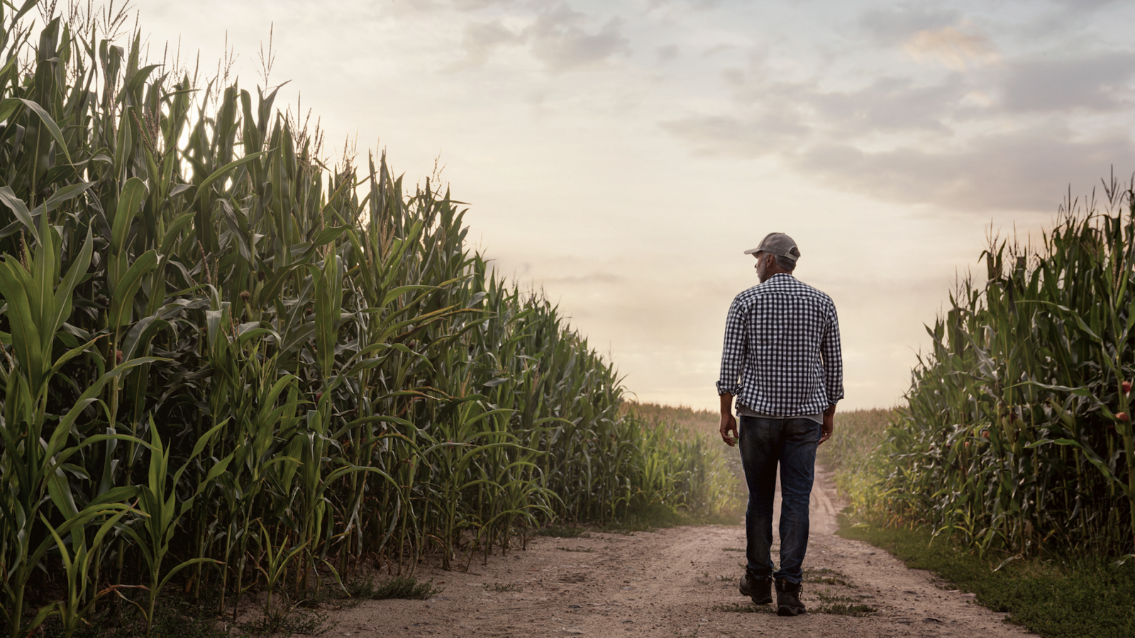 Photo of farmer walking through rows of crops