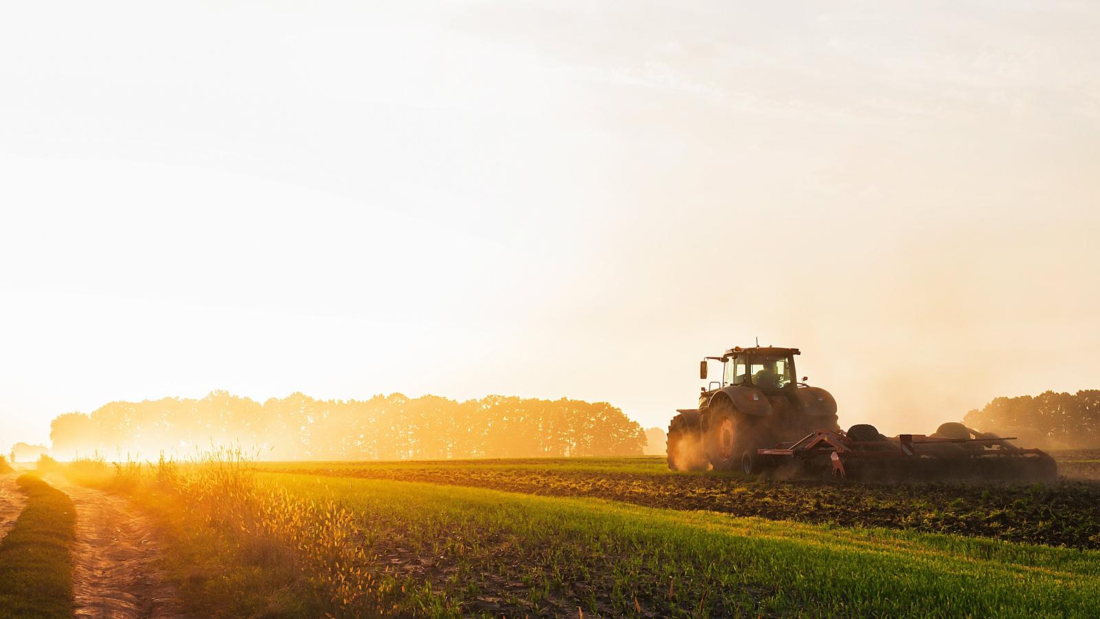 farm at dawn